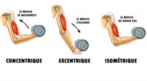 Excentrique en musculation : contractions musculaires