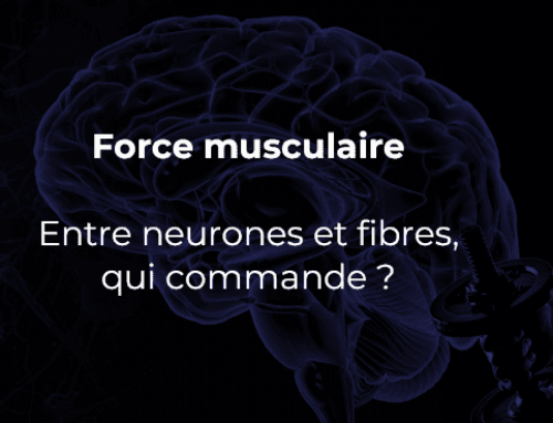 Force musculaire : entre neurones et fibres, qui commande ?